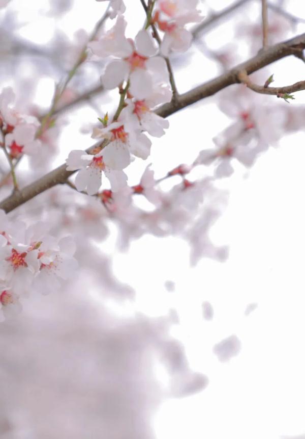 人間桃花源！林芝桃花有多絕？