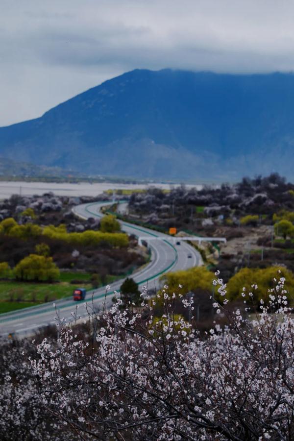 人間桃花源！林芝桃花有多絕？