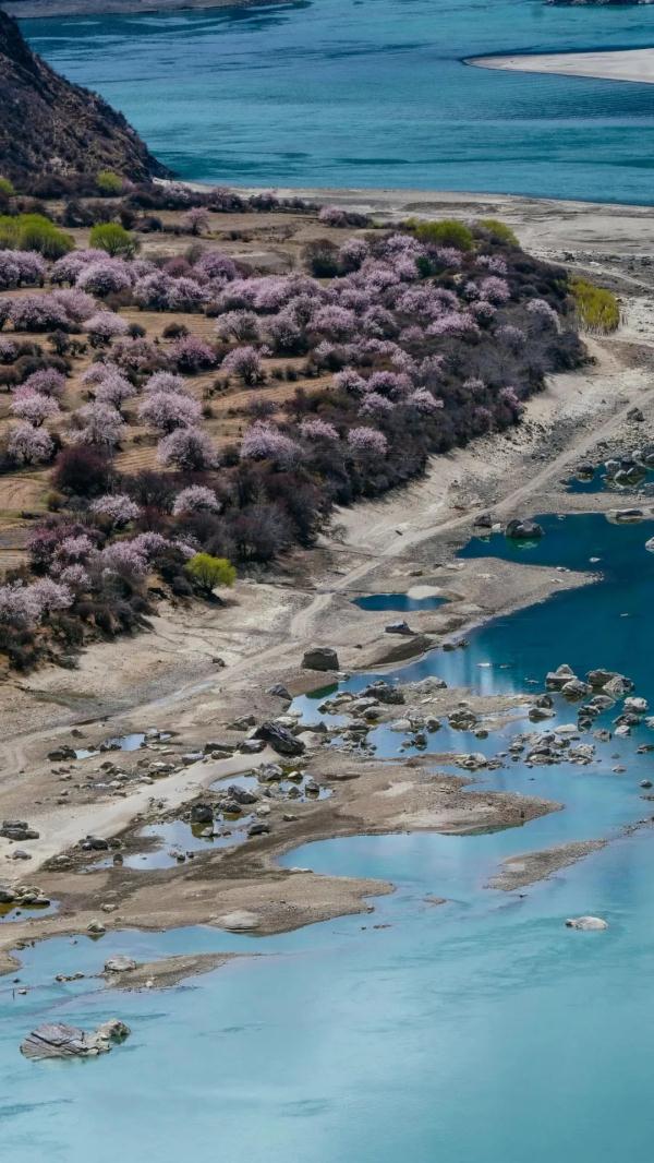 人間桃花源！林芝桃花有多絕？