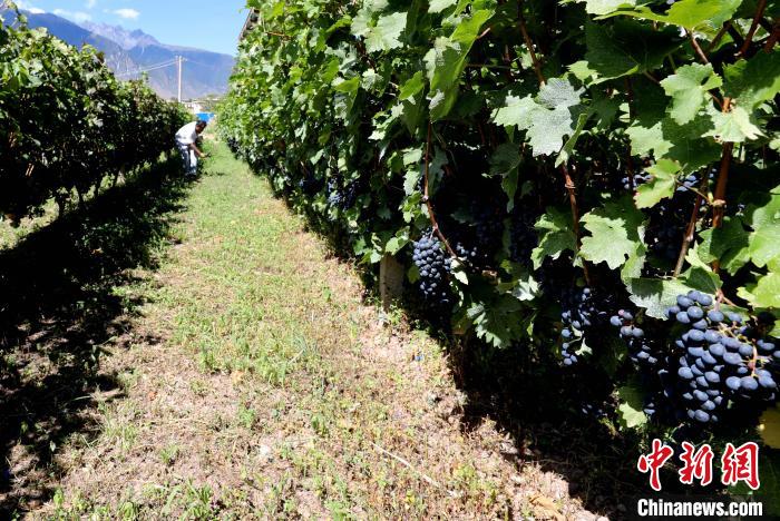 昌都芒康縣依托“兩江流域”干熱河谷地帶地理優(yōu)勢(shì)將康巴蜜橘、蘋果、甜石榴、葡萄、蜜桃等經(jīng)濟(jì)林木種植。　昌都市芒康縣委宣傳部供圖