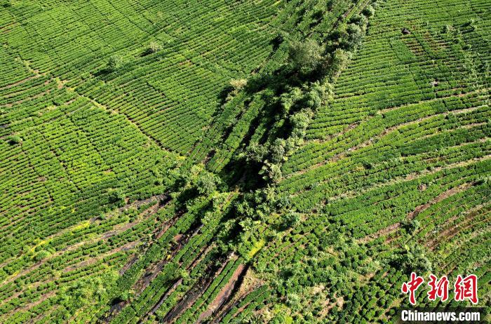圖為西藏林芝市墨脫縣果果塘大拐彎附近的茶田。(無人機照片) 李林 攝