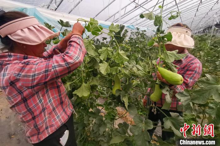 工作人員打理高原溫室大棚?！⒔ㄜ?攝