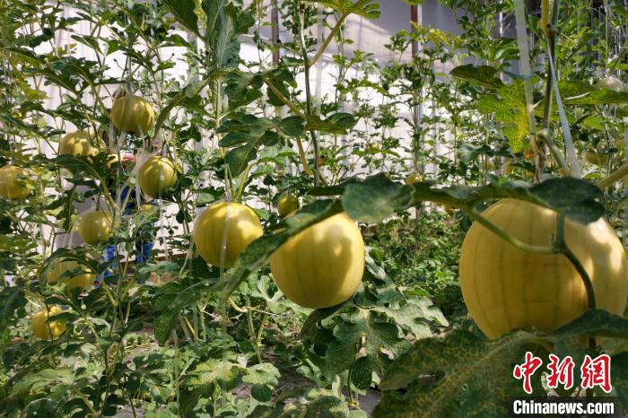 圖為康馬縣大棚內(nèi)的金太陽西瓜?！⒔ㄜ?攝