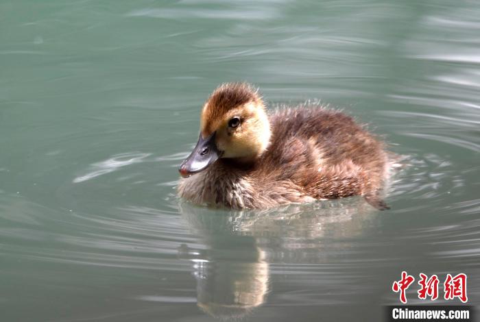 圖為6月22日，棲息在拉魯濕地的白眼潛鴨?！±盍?攝