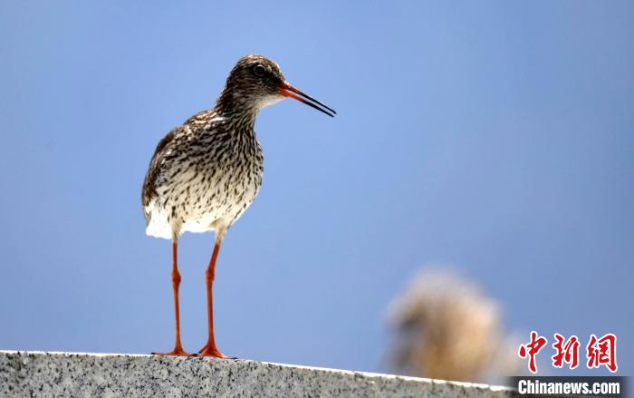 圖為6月22日，棲息在拉魯濕地的紅腳鷸?！±盍?攝