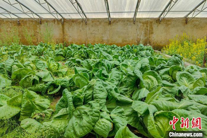 公珠湖執(zhí)勤點的大棚蔬菜，種菜是該執(zhí)勤點輪換民警們的日常?！↓埿▲P 攝