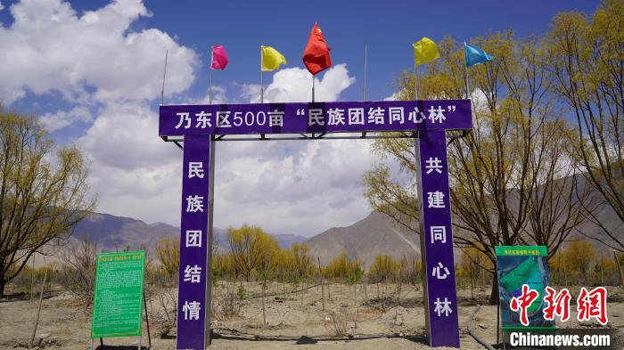 圖為“民族團(tuán)結(jié)同心林”項目?！∧藮|融媒供圖