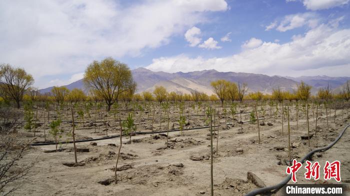 圖為位于乃東區(qū)雅魯藏布江河畔的“民族團(tuán)結(jié)同心林”已初具雛形?！∧藮|融媒供圖