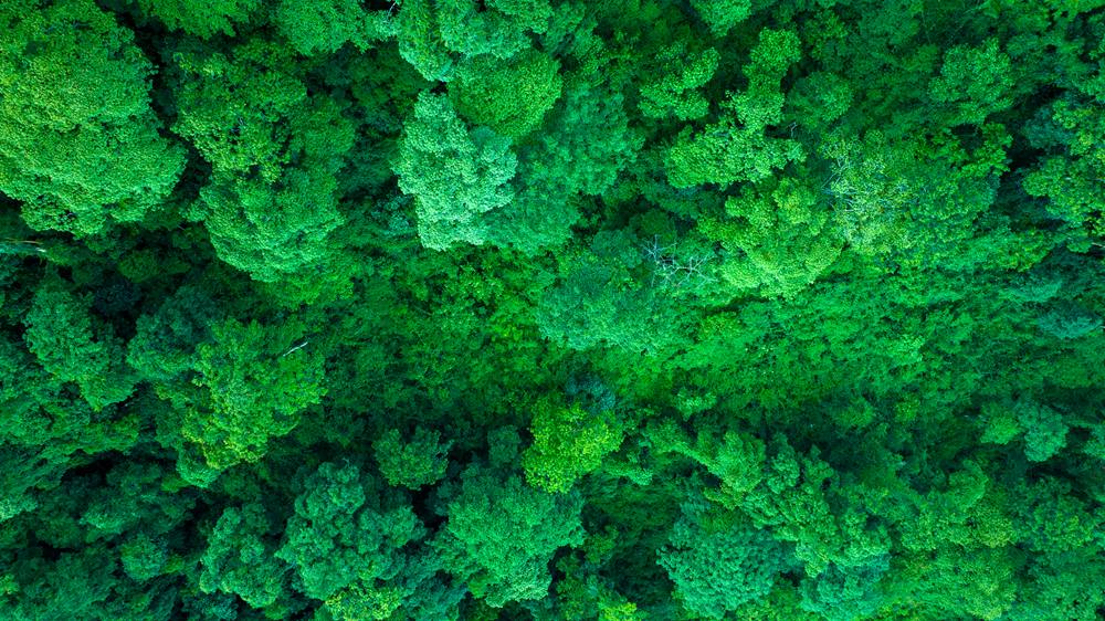 森林覆蓋率達(dá)到50%以上，滿目皆綠。益西曲批攝