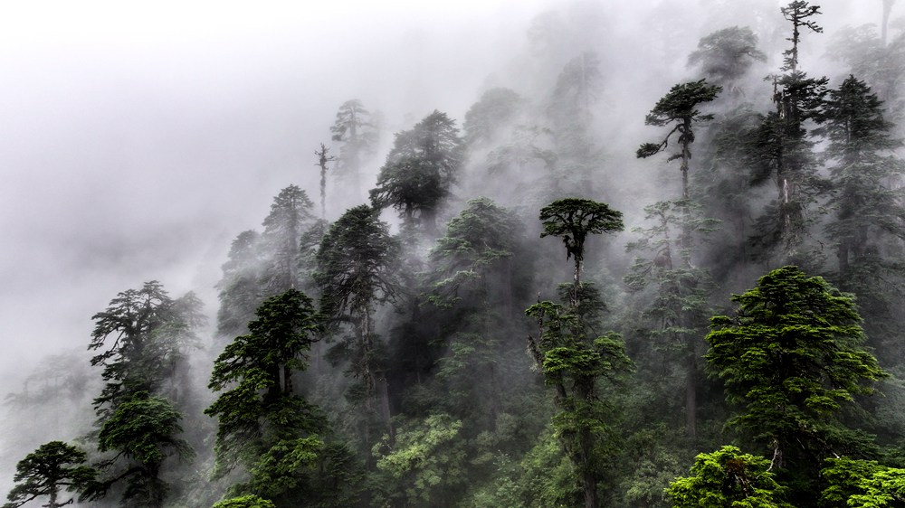 水霧蒸騰，滿目皆綠。張澤坤攝