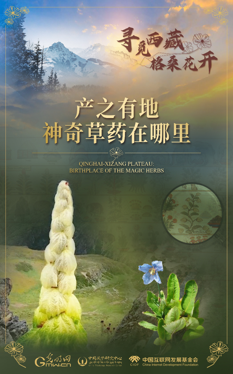 【尋覓西藏·格?；ㄩ_】產(chǎn)之有地：神奇草藥在哪里