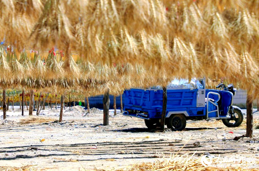 金燦燦的秋天，都是收獲。  人民網(wǎng) 李海霞攝