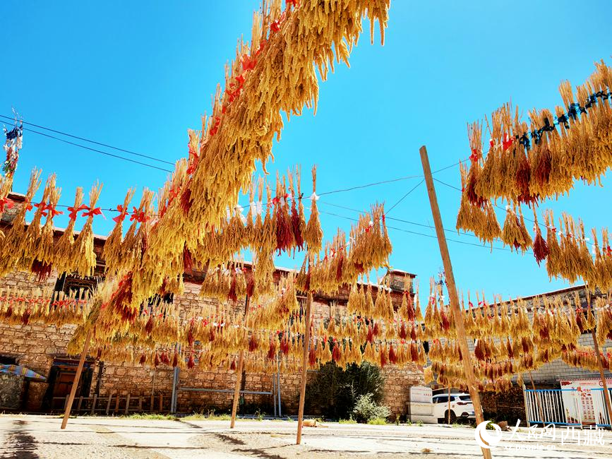 村子廣場(chǎng)上曬滿了糧食。 人民網(wǎng) 李海霞攝