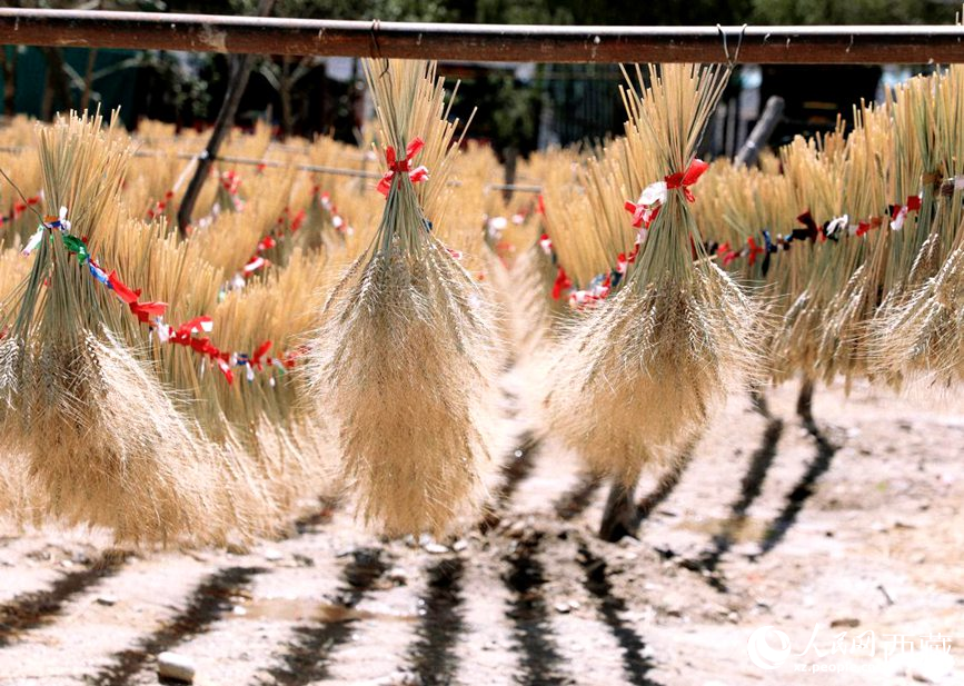 整個(gè)村莊沉浸在收獲的喜悅中。人民網(wǎng) 李海霞攝