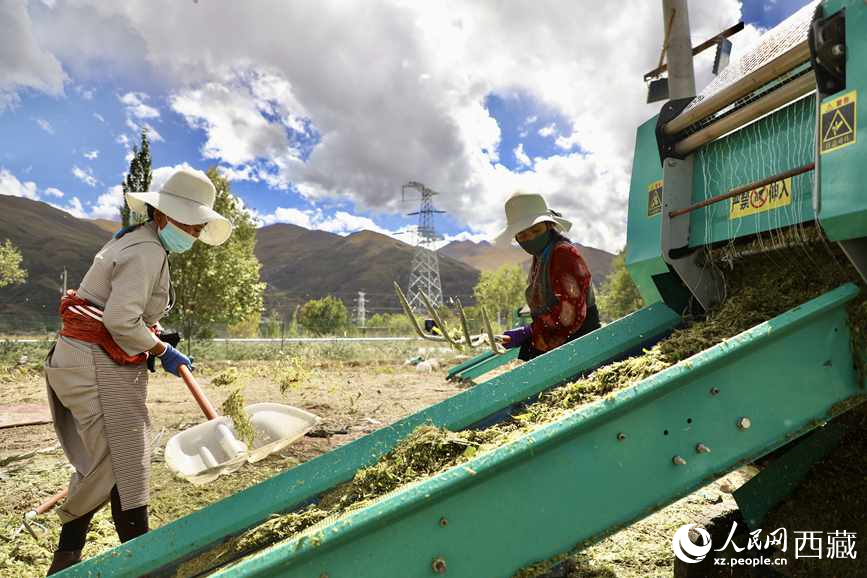 曲水茶巴拉村民正在包裝青飼玉米。人民網(wǎng)記者 次仁羅布攝