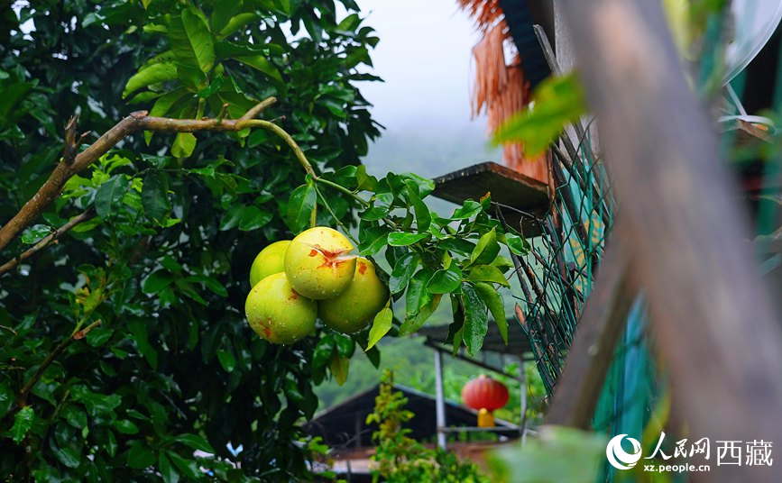 墨脫縣德興鄉(xiāng)德興村庭院果樹飄香。