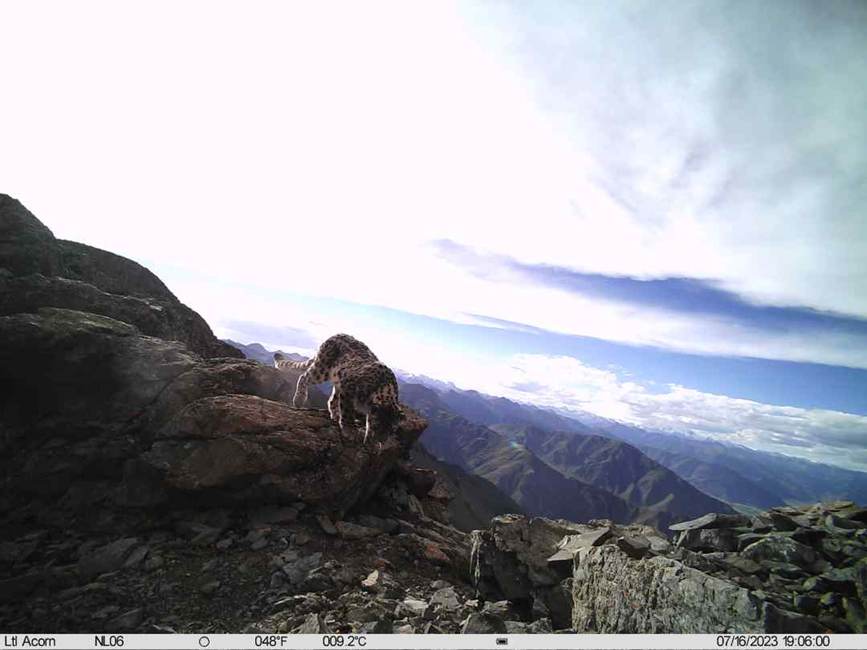 雪豹影像。山水自然保護(hù)中心供圖