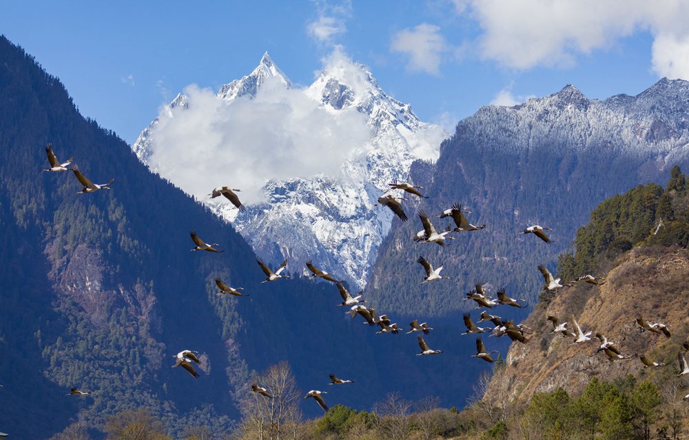 黑頸鶴蹁躚起舞美如畫。索多攝