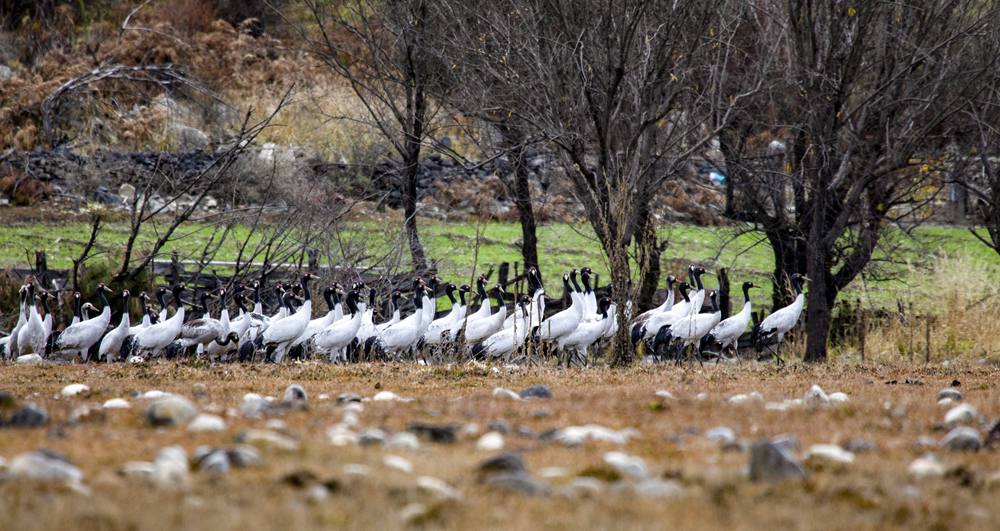 黑頸鶴在濕地上閑庭信步。索多攝