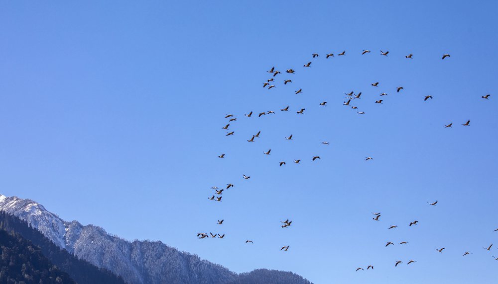 黑頸鶴在天空中自由翱翔。索多攝