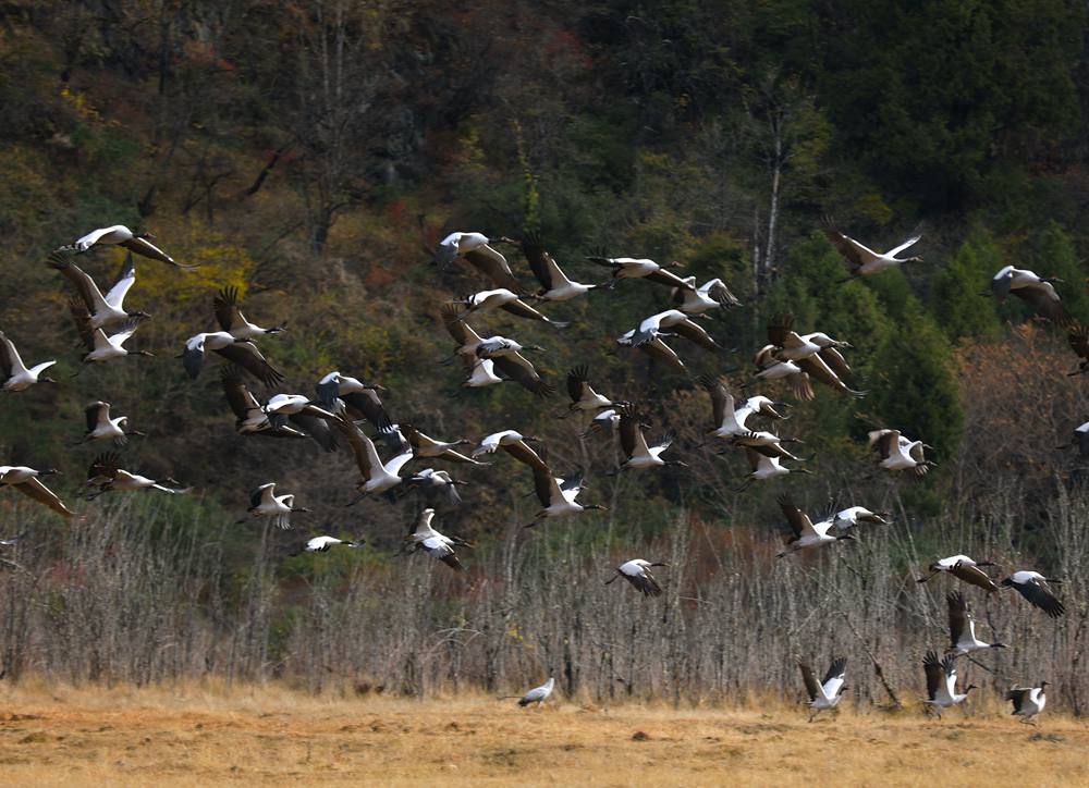黑頸鶴蹁躚起舞美如畫。益西旦增攝