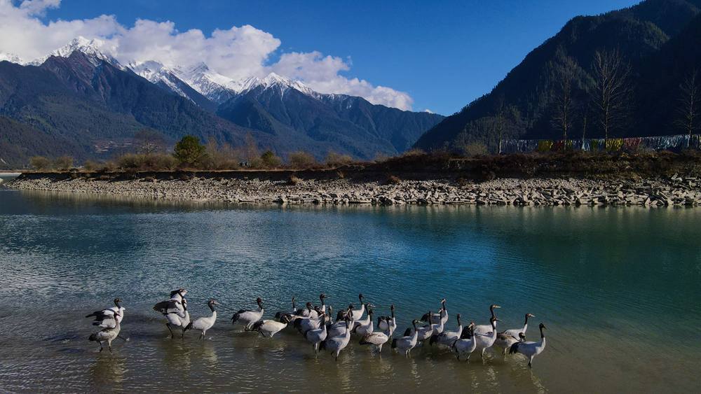河中嬉戲的黑頸鶴。益西旦增攝
