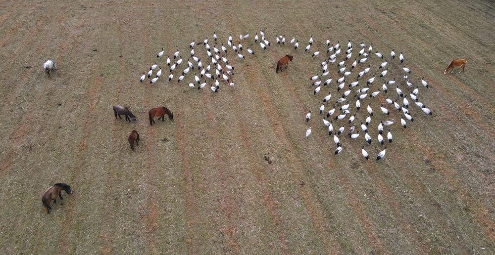 覓食中的黑頸鶴。益西旦增攝