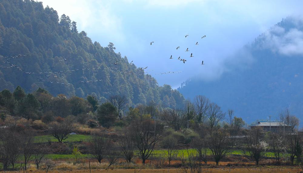 成群的黑頸鶴為冬日高原增添生機。益西旦增攝