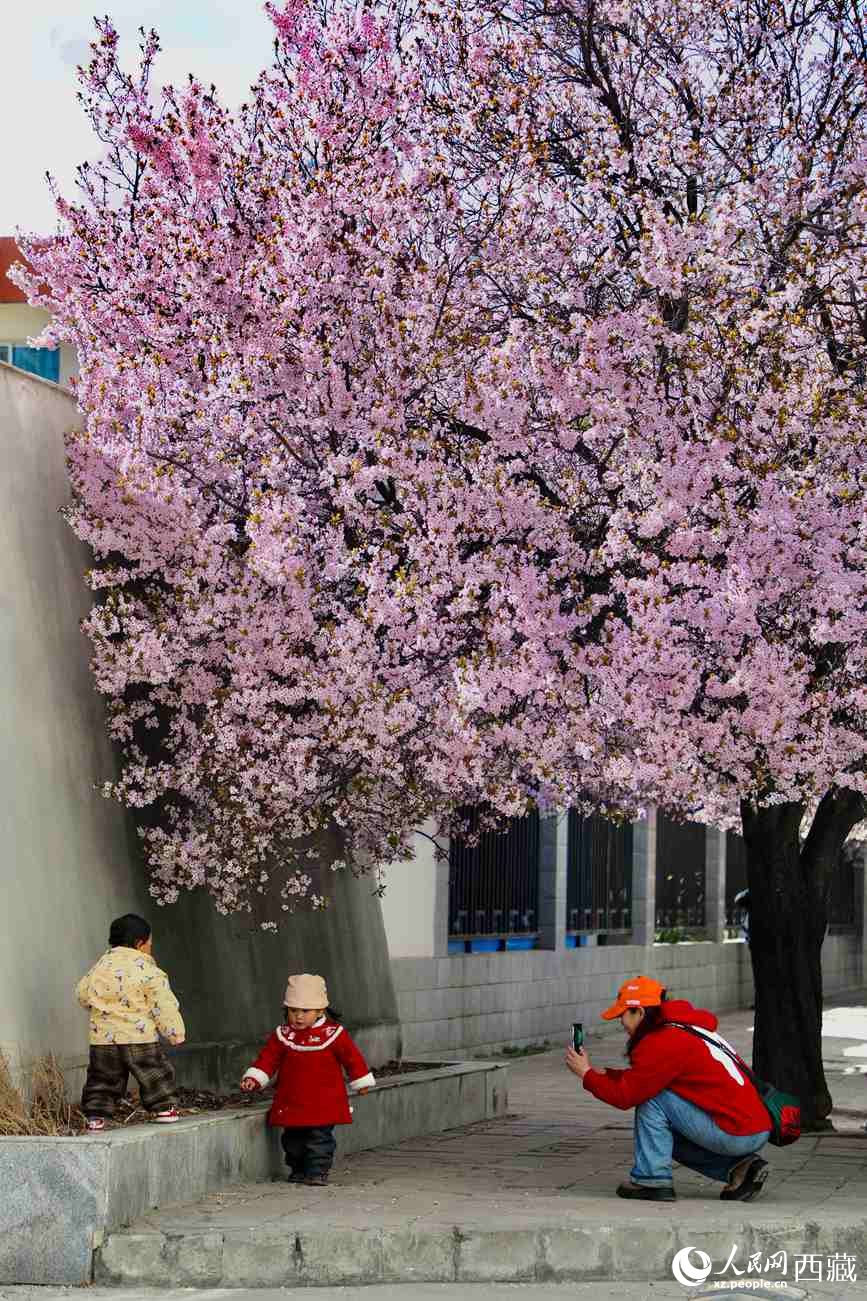 桃林下，拉薩市民游客樂享春光。人民網(wǎng)記者 次仁羅布攝
