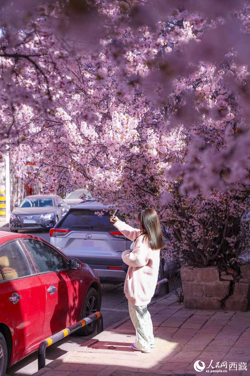 桃林下，拉薩市民游客樂享春光。人民網(wǎng)記者 次仁羅布攝
