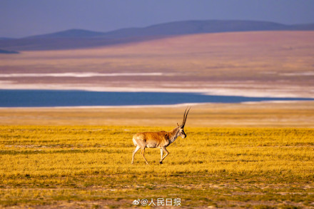 可愛(ài)壁紙上新！藏羚羊就是高原上的精靈吧