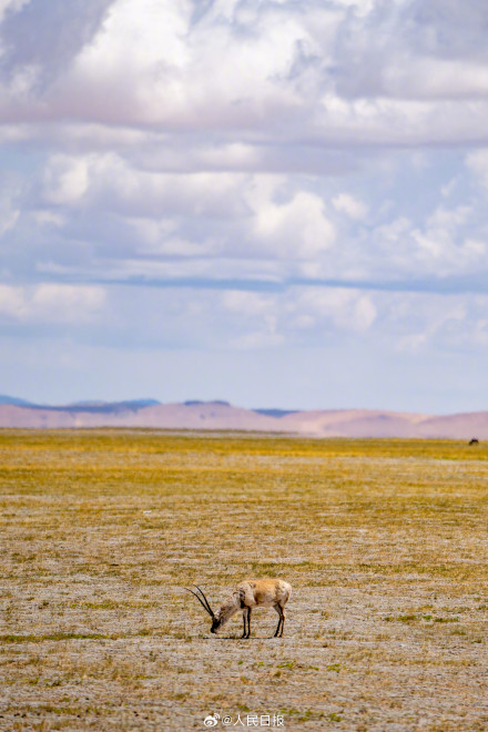 可愛(ài)壁紙上新！藏羚羊就是高原上的精靈吧