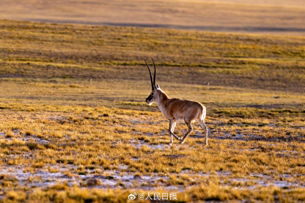 可愛(ài)壁紙上新！藏羚羊就是高原上的精靈吧