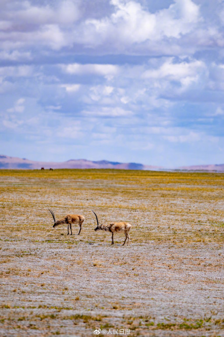 可愛(ài)壁紙上新！藏羚羊就是高原上的精靈吧