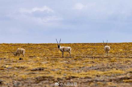 可愛(ài)壁紙上新！藏羚羊就是高原上的精靈吧