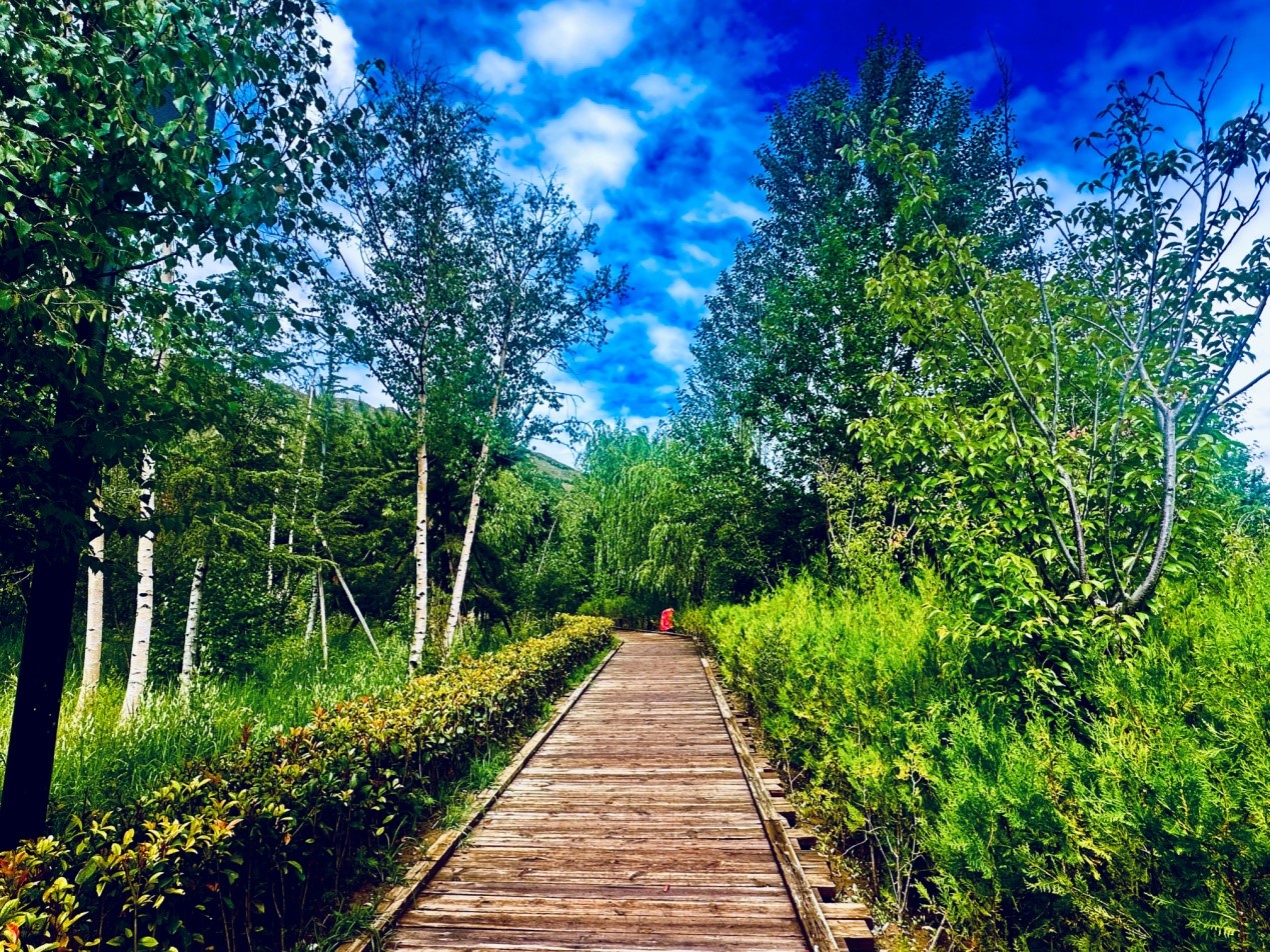 郁郁蔥蔥的南山公園。人民網(wǎng)記者 益西康珠攝