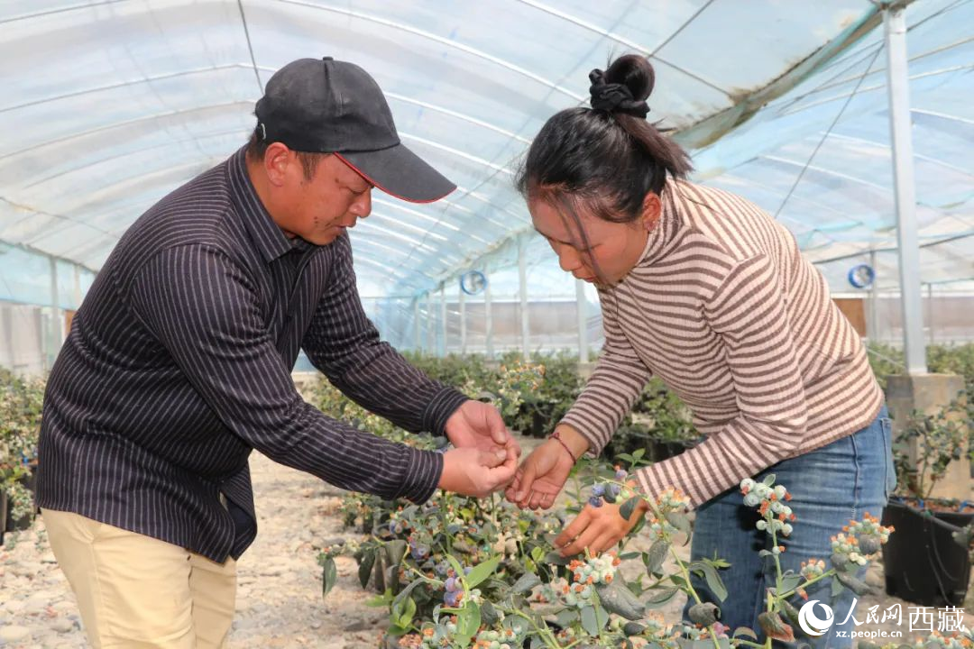 技術(shù)員劉家平和措姆在溫室大棚檢查藍莓的長勢。次仁龍布攝