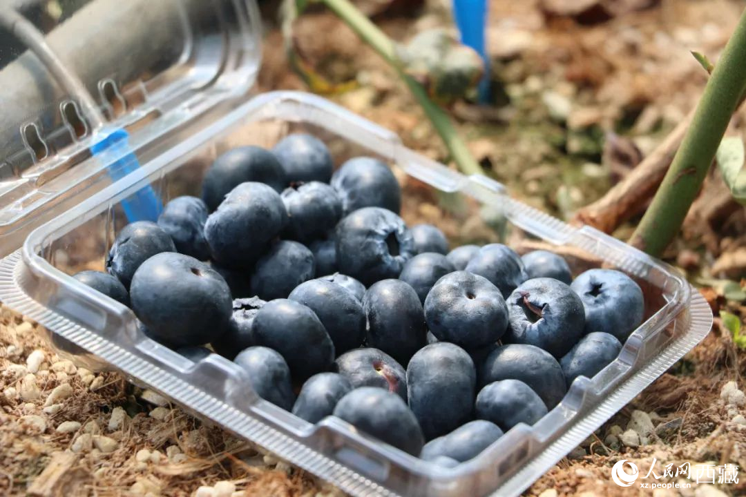 藍莓表面覆蓋著天然果霜。次仁龍布攝