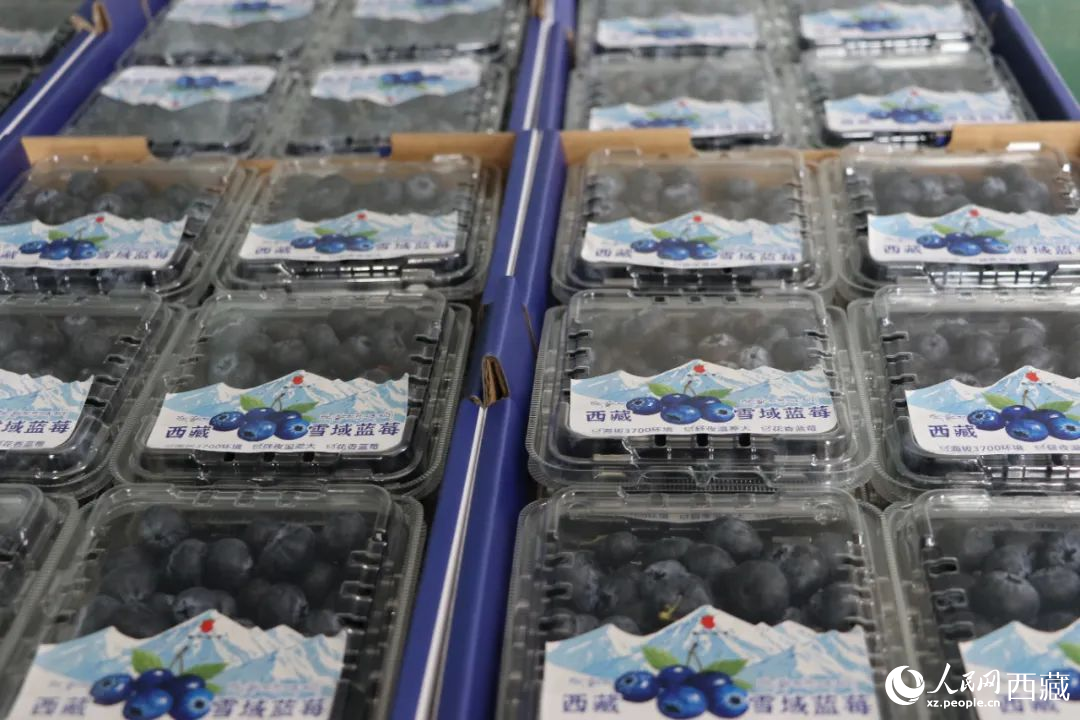包裝好的藍莓。次仁龍布攝