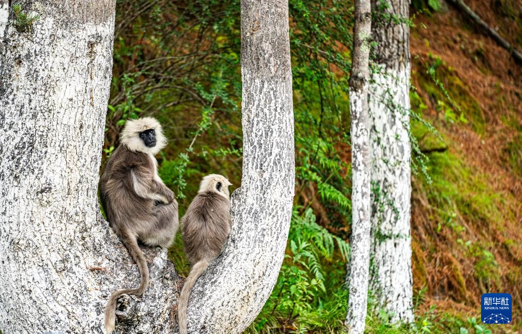 西藏亞東:長尾葉猴下山“會客”