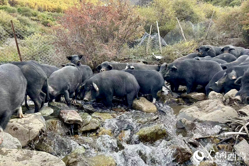 高山放養(yǎng)的藏香豬。人民網(wǎng)記者 次仁羅布攝