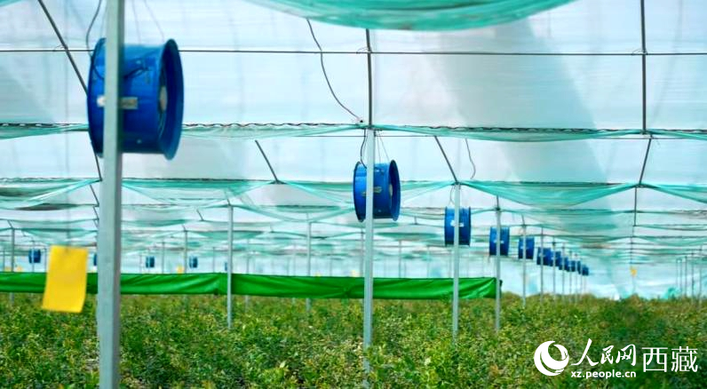 藍(lán)莓種植的智能溫室場(chǎng)景。羅雨欣攝