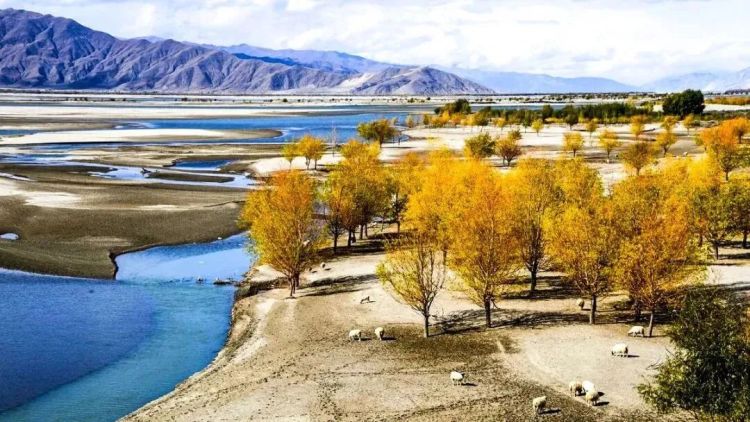 懂西藏的人，一定不會錯過林芝的秋天