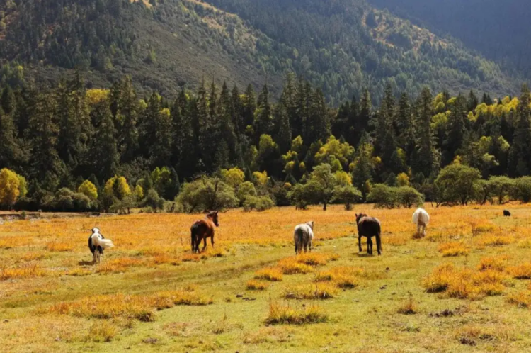 懂西藏的人，一定不會錯過林芝的秋天