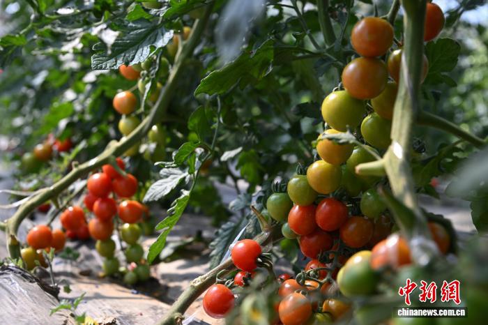 西藏墨竹工卡縣農業(yè)示范園：賦能現代農業(yè)發(fā)展帶動民眾增收致富