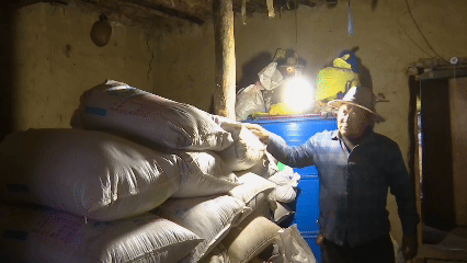 青稞“蛻變”，牦?！俺鋈Α保】次鞑剞r(nóng)牧民的“十四五”豐收答卷