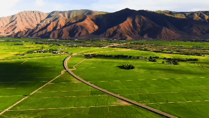 青稞“蛻變”，牦?！俺鋈Α?！看西藏農(nóng)牧民的“十四五”豐收答卷