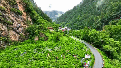 青稞“蛻變”，牦?！俺鋈Α保】次鞑剞r(nóng)牧民的“十四五”豐收答卷