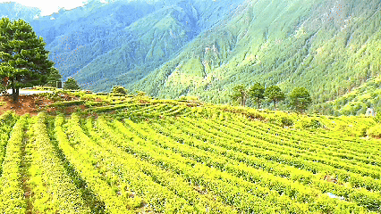 青稞“蛻變”，牦?！俺鋈Α保】次鞑剞r(nóng)牧民的“十四五”豐收答卷