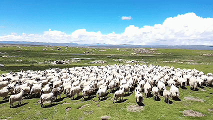 青稞“蛻變”，牦牛“出圈”！看西藏農(nóng)牧民的“十四五”豐收答卷